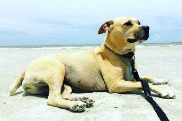 beige dog on the beach with a leash laying on the sand looking into the distance