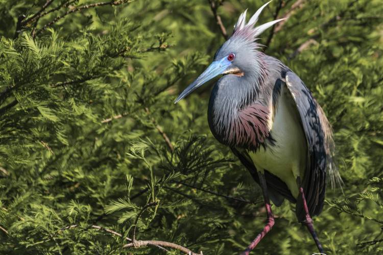 rookery season in st. augustine