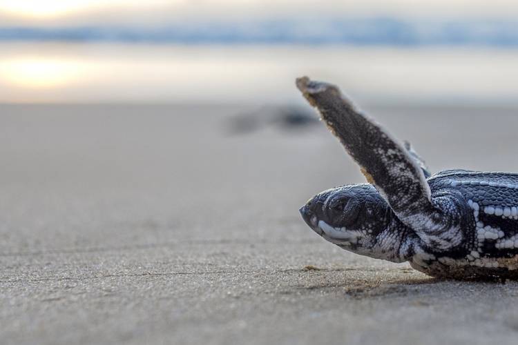 baby sea turtle on beach