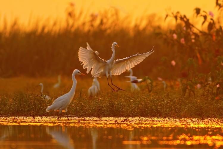 white egrets on the water