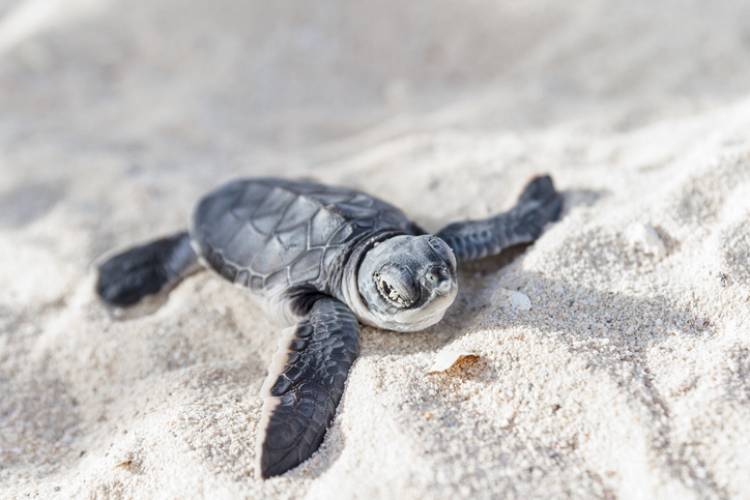 A sea turtle hatchling