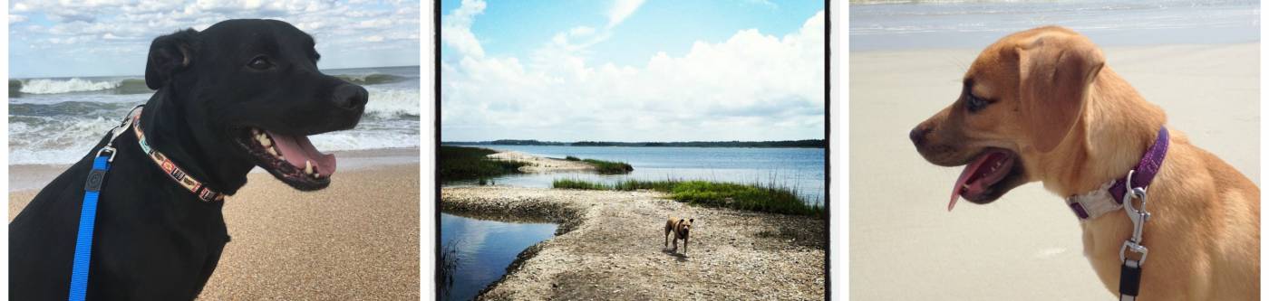 3 photos of dogs on a beach, a black lab, a mixed brown dog and a dog walking along a stretch of sand